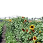 The Gold & Green Community Garden