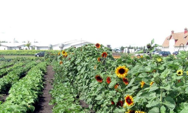 The Gold & Green Community Garden