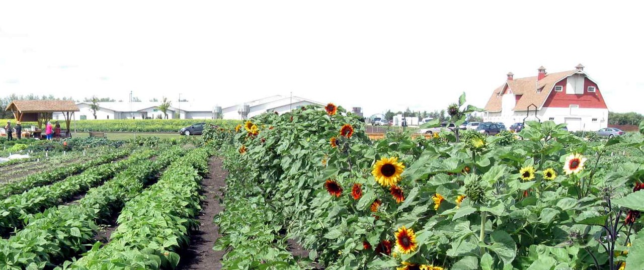 The Gold & Green Community Garden